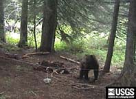 grizzly bear in a bear hair trap