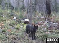 wolves walking past a bear rub tree