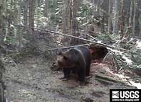 grizzly bear rubbing on a log