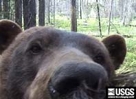 black bear looking at the camera