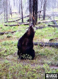 grizzly bear rubbing on a bear rub tree