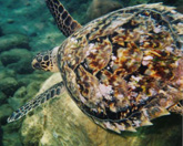 hawksbill turtle underwater