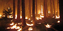 Wild fire burning in a forest