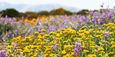 Alpine wildflowers