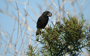 Darwin's famed letters about finch evolution are a subject of NSF's Science and Society awards.