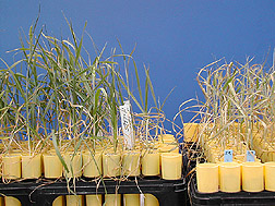 Photo: Wheat cultivars. Link to photo information