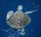 olive ridley turtle