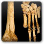 Homo floresiensis Tibia and Foot