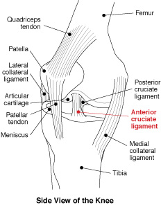 A side view of the knee