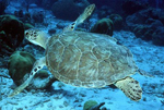 green turtle underwater