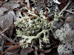 Click to Enlarge - Perforate lichen (Cladonia perforata)