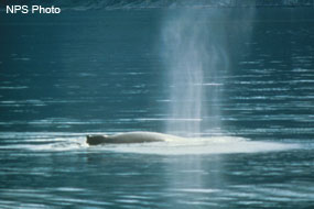 Humpback Whale Spouting