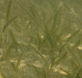 Johnsons's Seagrass