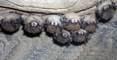 White Nose Syndrome Bats - story details below