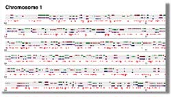 A small segment of one Arabidopsis chromosome; caption is below