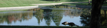 Geese near the lagoon on the Gateway Arch grounds