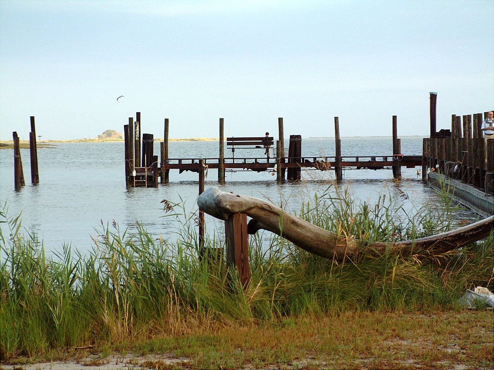 Whale Bone