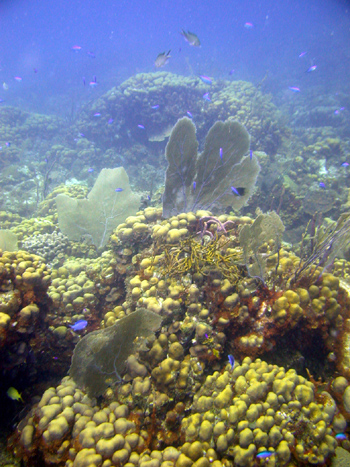 tektite reef