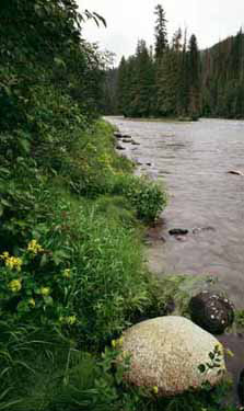 Lochsa River at Colt-Killed Creek,
Bitterroot Range (Idaho)