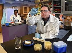 Microbiologist inspects antibody-coated magnetic beads and biologist analyzes DNA samples in their efforts to develop immunological, microbiological, and genetic-based methods for detection of Yersinia pestis in food: Click here for full photo caption.