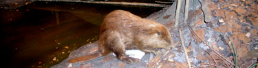 Beaver exhibit