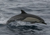 short-beaked common dolphin