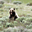 A grizzly bear stands on her hind legs looking over the sagebrush.