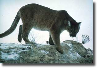 The Mountain Lion is also commonly referred to as a cougar and is the largest of the cat family living in Yellowstone.