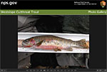 Thumbnail of Fish Identification image.