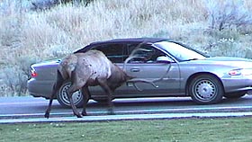 Photo of an elk ramming a car