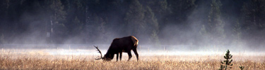 A bull elk grasses on fall grass.