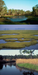 Photos of wetlands. Credit: USFWS