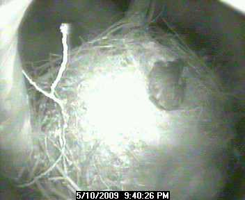 Live Eagle Cam Snapshot