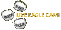 Live Eagle Cam