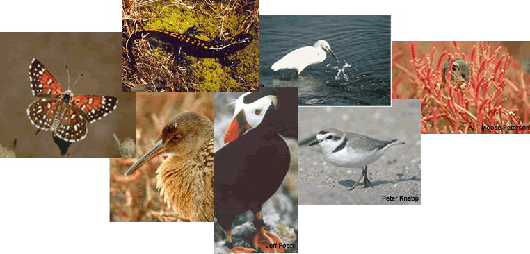 Lange's Metalmark Butterfly, Santa Cruz Long-Toed Salamander, California Clapper Rail, Tufted Puffin, Snowy Egret, Western Snowy Plover, Salt Marsh Harvest Mouse