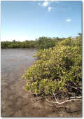 photo of mangroves at low tide