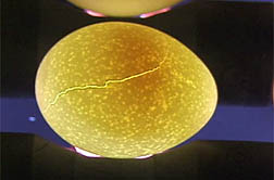 Photo: Egg with a crack. Link to video