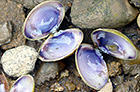 Corbicula is a small clam from Asia and has become a nuisance in many waterways, crowding out native species.
