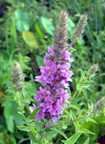 Purple Loosestrife,  Lythrum salicaria, Shore of the Potomac River, Dyke Marsh, Alexandria, Virginia, July 11, 2004