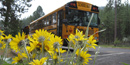 School bus and arrowleaf balsamroot