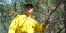 fire fighter looking at a stand of ponderosas that have become a wildfire danger