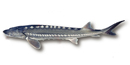 White Sturgeon of the Columbia River