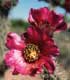 Cactus Flower