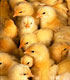 Chicks