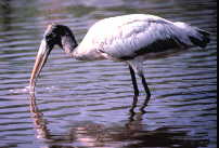 wood stork