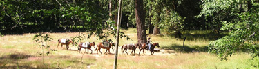 Pack Train in Elwha Valley