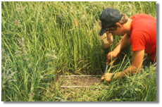 researcher study grassland plots (Size: 17KB)