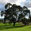 Heritage Oak Tree in the park's Great Meadow