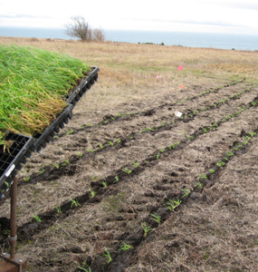 Roemer's fescue seedlings march in neat rows back from Hedlin Farms plug planting machine on the American Camp prairie.