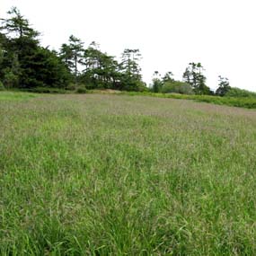 Restored grassland at American Camp.